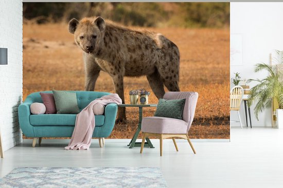 Papier peint photo en vinyle - Hyène tachetée se promène dans les plaines africaines largeur 330 cm x hauteur 220 cm - Tirage photo sur papier peint (disponible en 7 tailles)
