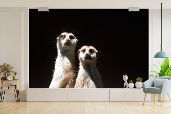 Papier peint photo vinyle - Suricates sur fond noir largeur 360 cm x hauteur 240 cm - Tirage photo sur papier peint (disponible en 7 tailles)