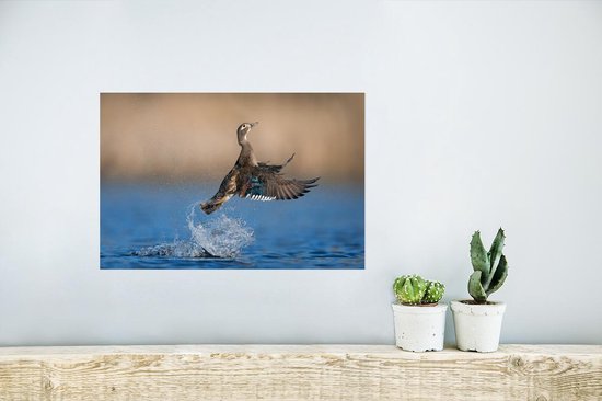 Affiche Canard - Aile - Water - 30x20 cm