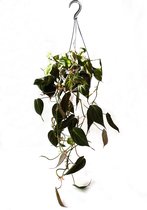 Philodendron 'Micans' ↕ 50 cm [Trendy - Hangplant - Kamerplant - Easy - Makkelijk - Urban Jungle]