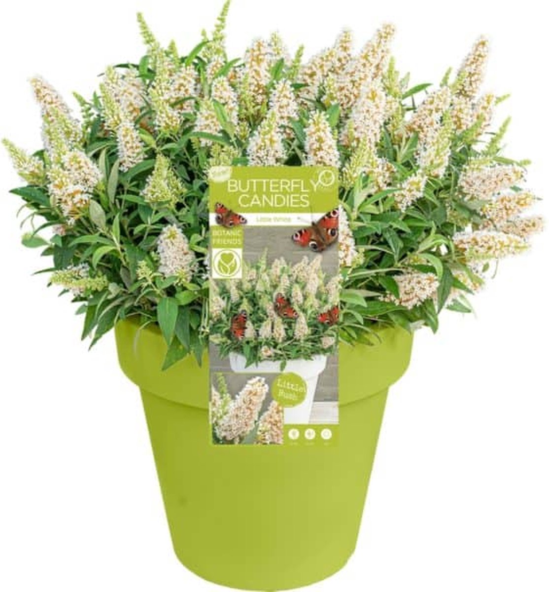Buddleja d. Candy Little White – Set van 2 - Dwergvlinderstruik - Witte Bloem - Pot 3 liter