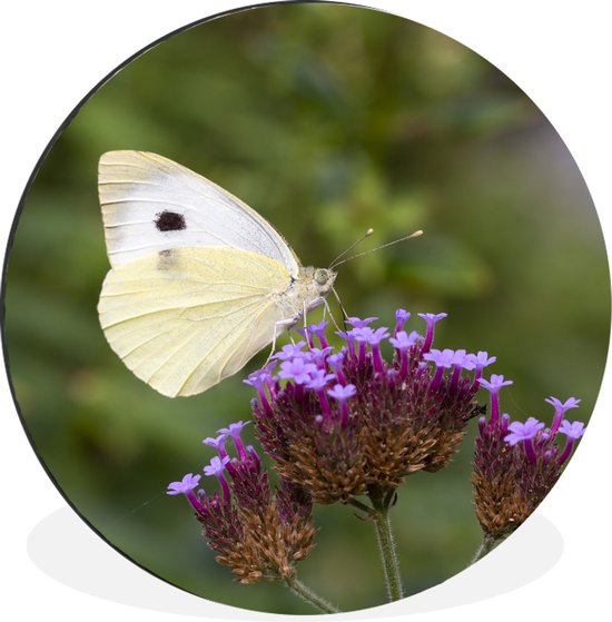 Papillon blanc chou sur petites fleurs violettes Cercle mural aluminium - ⌀ 90 cm - peinture ronde - tirage photo sur aluminium / dibond / cercle mural / cercle vivant / cercle jardin (décoration murale)