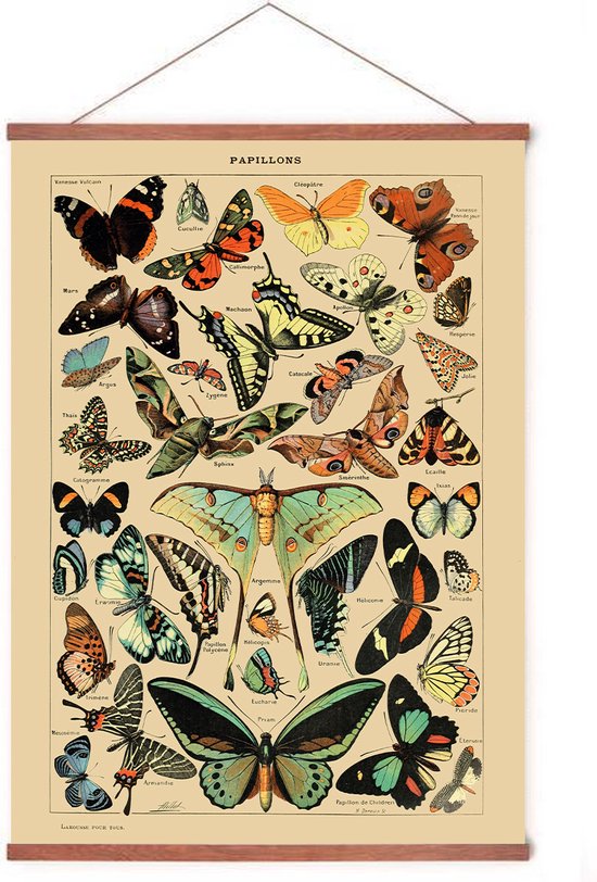 Poster In Posterhanger - Vintage Vlinders - Kader Hout - Educatief - Dieren - 70x50 cm - Ophangsysteem