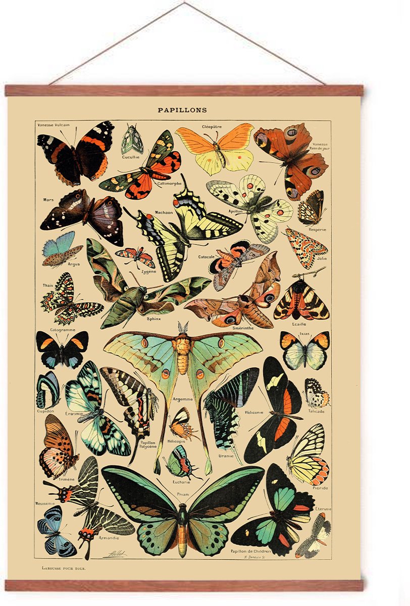 Esque Poster In Posterhanger - Vintage Vlinders - Kader Hout - Educatief - Dieren - 70x50 cm - Ophangsysteem Vintage Vlinders met posterhanger