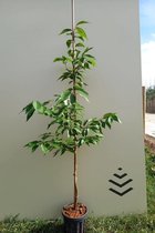 Jonge Winterbloeiende Sierkers boom | Prunus subhirtella 'Autumnalis' | 100-150cm hoogte