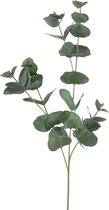 Eucalyptus tak groen 75 cm