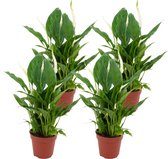 ZynesFlora - Spathiphyllum - 4 Stuks - Ø 12 cm - Hoogte: 35 - 40 cm - Luchtzuiverend - Lepelplant - Kamerplant