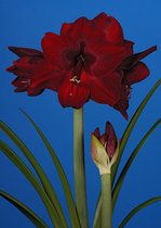 Amaryllis Red Pearl - bloembol -  grootbloemig - diep rood - bolmaat 36 - grote bol - kerst - cadeautip - grote bloemen
