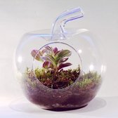 Merinda The Apple - Tradescantia 18cm / 20cm / Tradescantia Sweetness - Terrarium