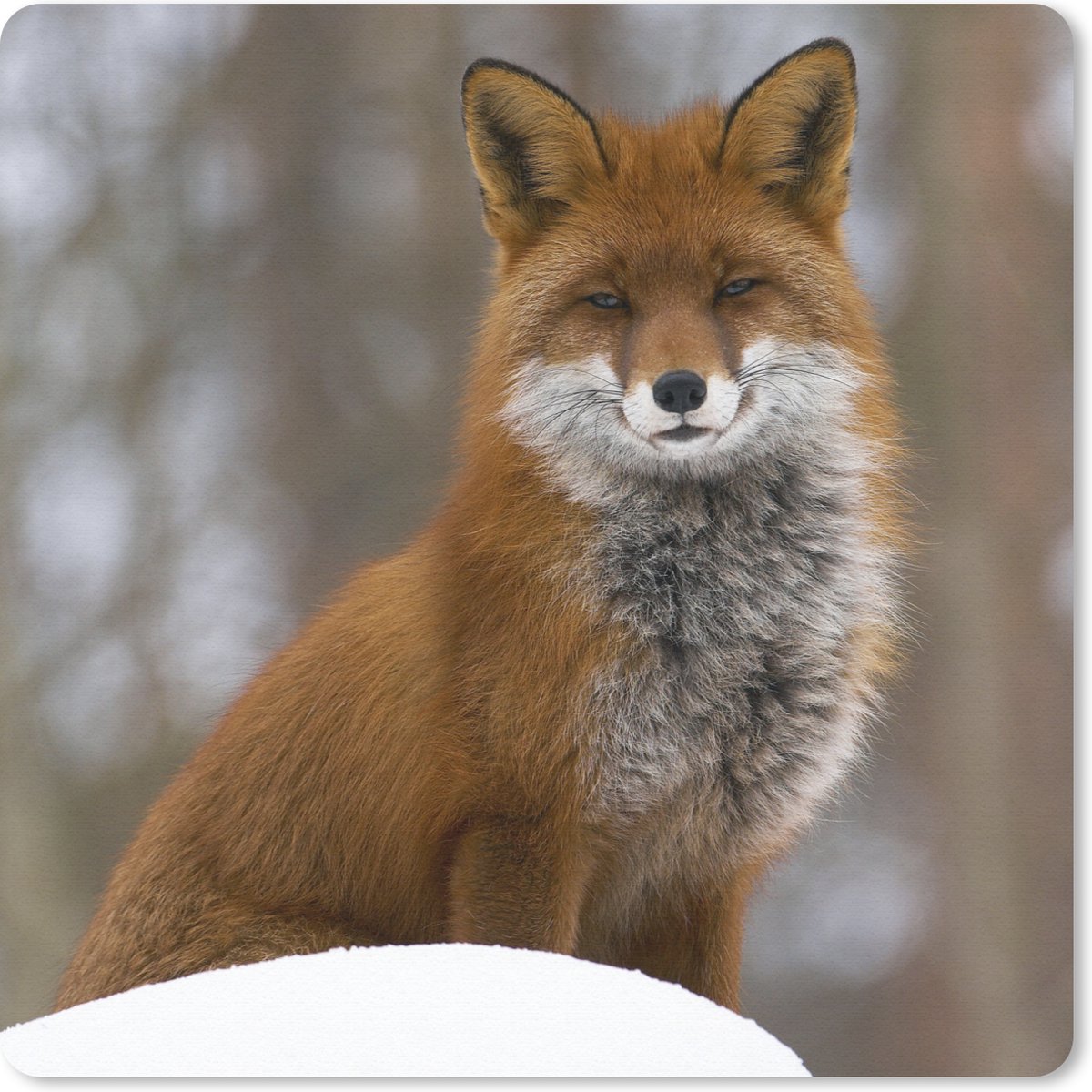 Muismat 30x30 cm - Mousepad Vos - Bos - Rood - Muismatten
