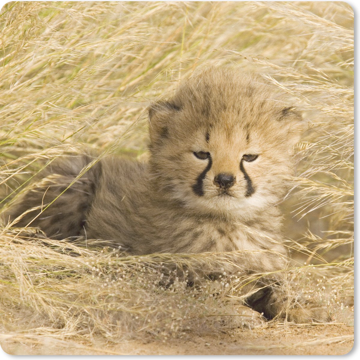 Muismat 30x30 cm - Mousepad Cheeta - Jong - Gras - Muismatten