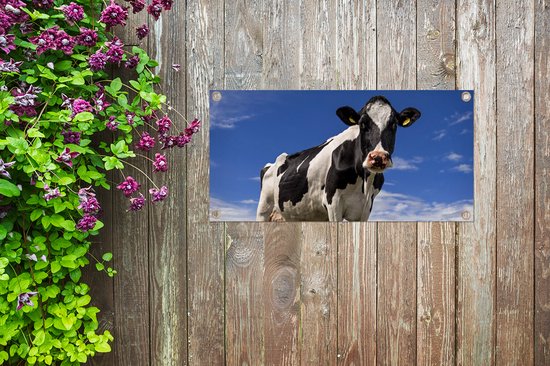 Affiche de jardin Vache - Herbe - Blauw - Animaux - 80x40 cm