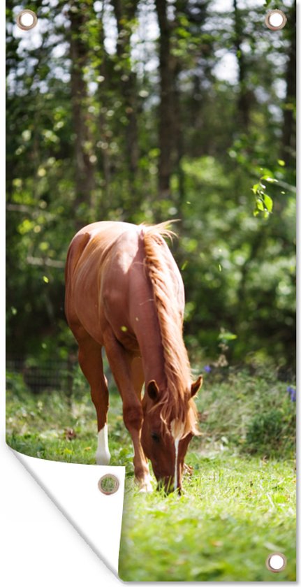 Affiche de clôture Cheval - Fleurs - Lumière - 100x200 cm - Toile de jardin
