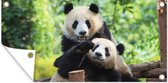 Schuttingposter Panda - Brug - Natuur - 200x100 cm - Tuindoek