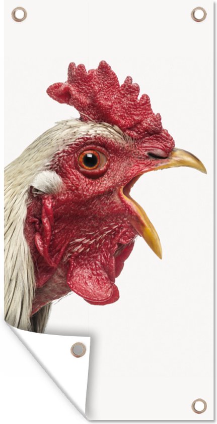 Affiche de jardin Coq - Animaux - Animaux de la ferme - Garçons - Enfants - Meiden - 30x60 cm - Toile jardin - Affiche extérieure