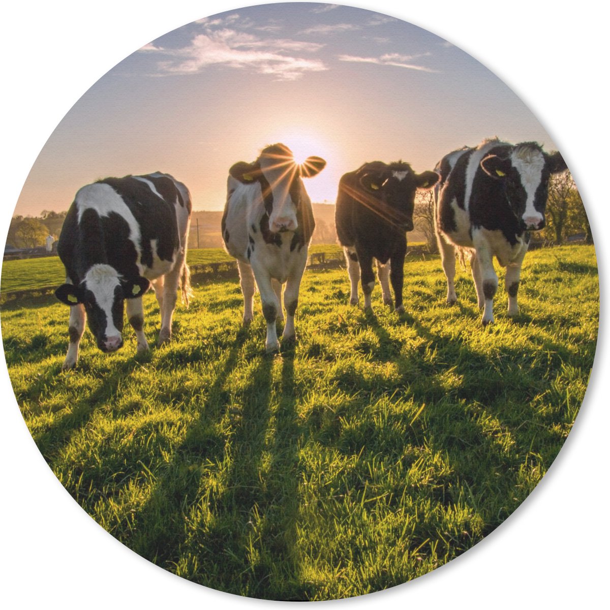 Muismat rond 30x30 cm - Mousepad Koe - Gras - Zon - Ronde muismatten