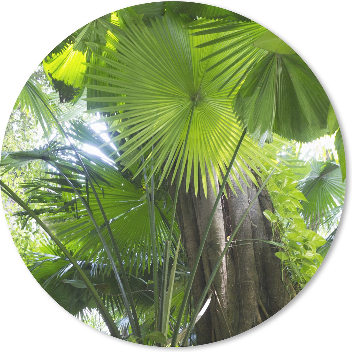 Muismat rond 20x20 cm - Mousepad Tropisch regenwoud - Ronde muismatten