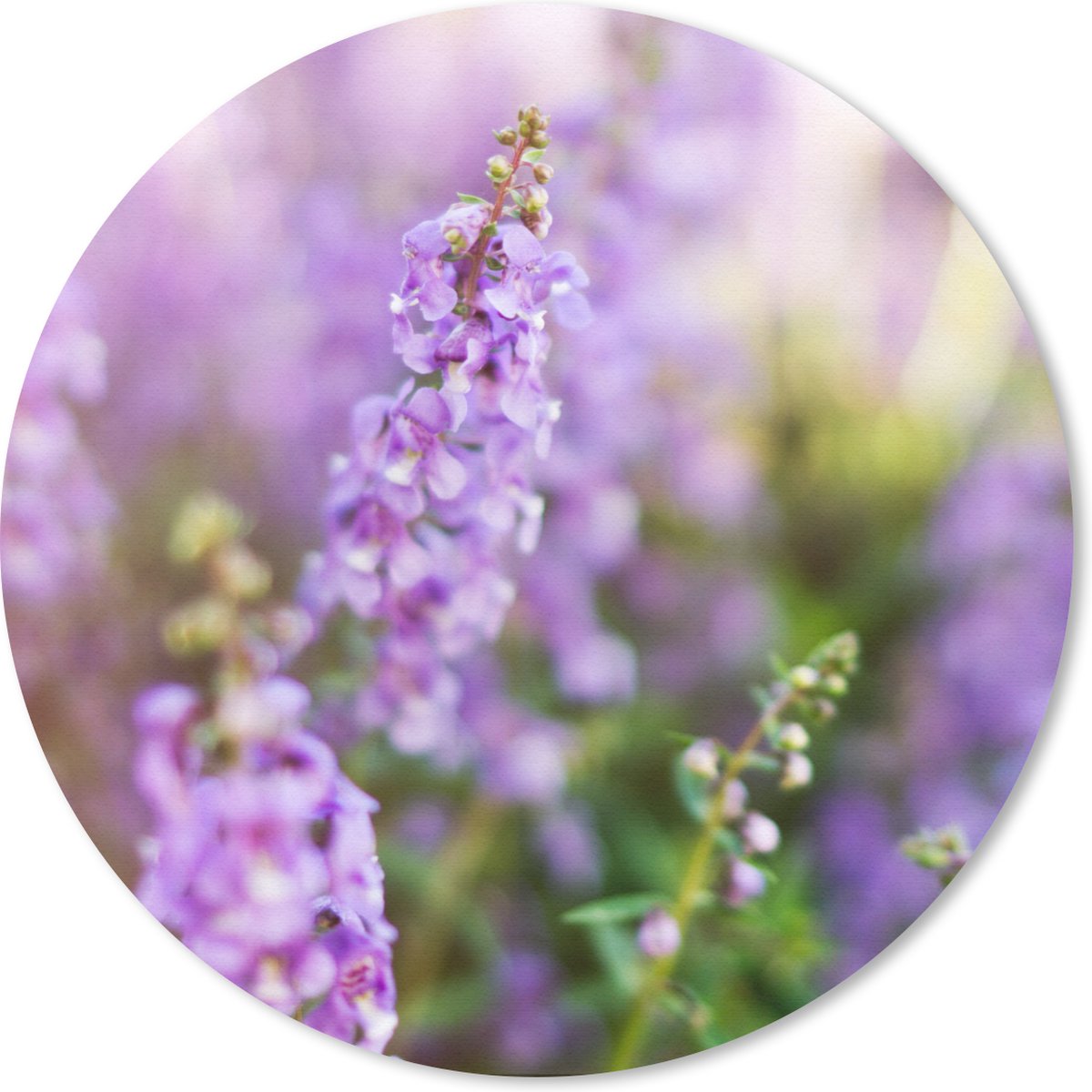 Muismat rond 50x50 cm - Mousepad Close up van hele lavendel in een veld - Ronde muismatten