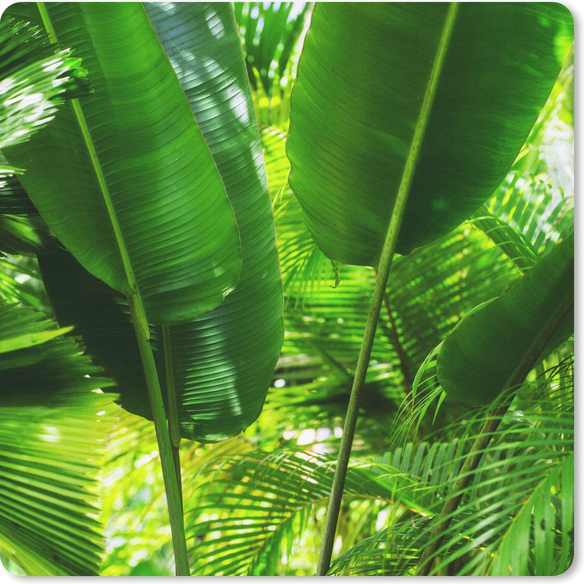 Muismat 20x20 cm - Mousepad Tropische bladeren in jungle fotoprint - Muismatten