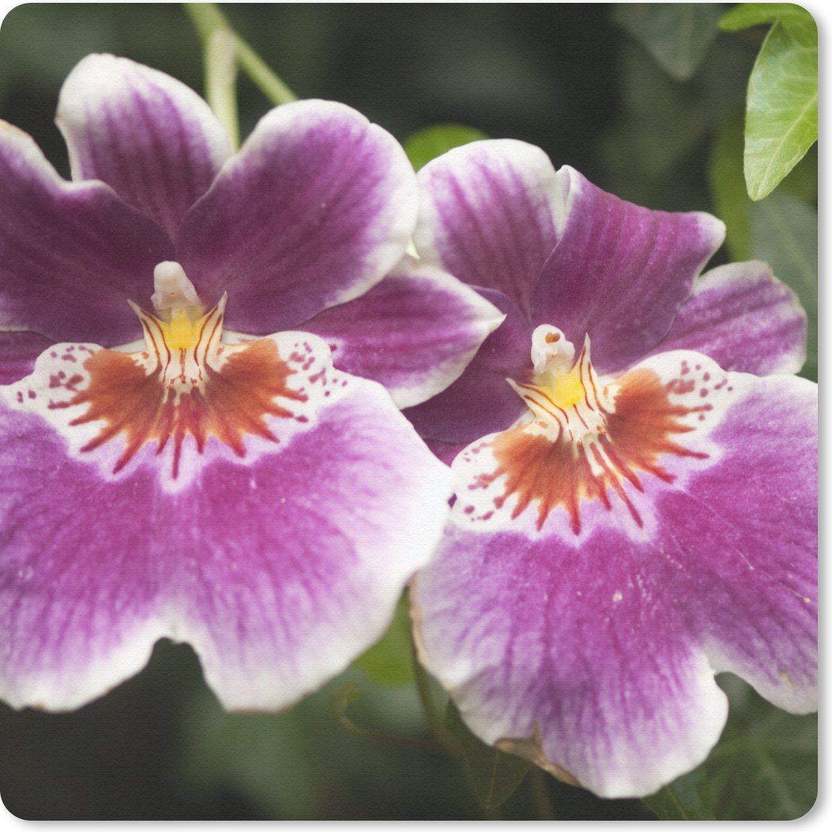 Muismat 30x30 cm - Mousepad Wilde orchidee - Muismatten