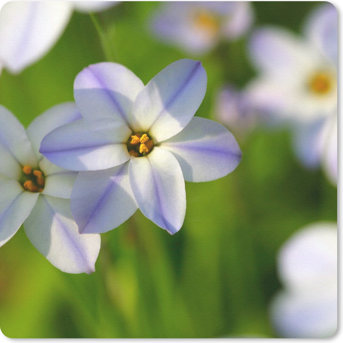 Muismat 30x30 cm - Mousepad Bloemen - Tuin - Paars - Muismatten