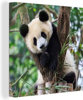 Canvas Schilderij Panda - Dieren - Jungle - Natuur - 50x50 cm - Wanddecoratie
