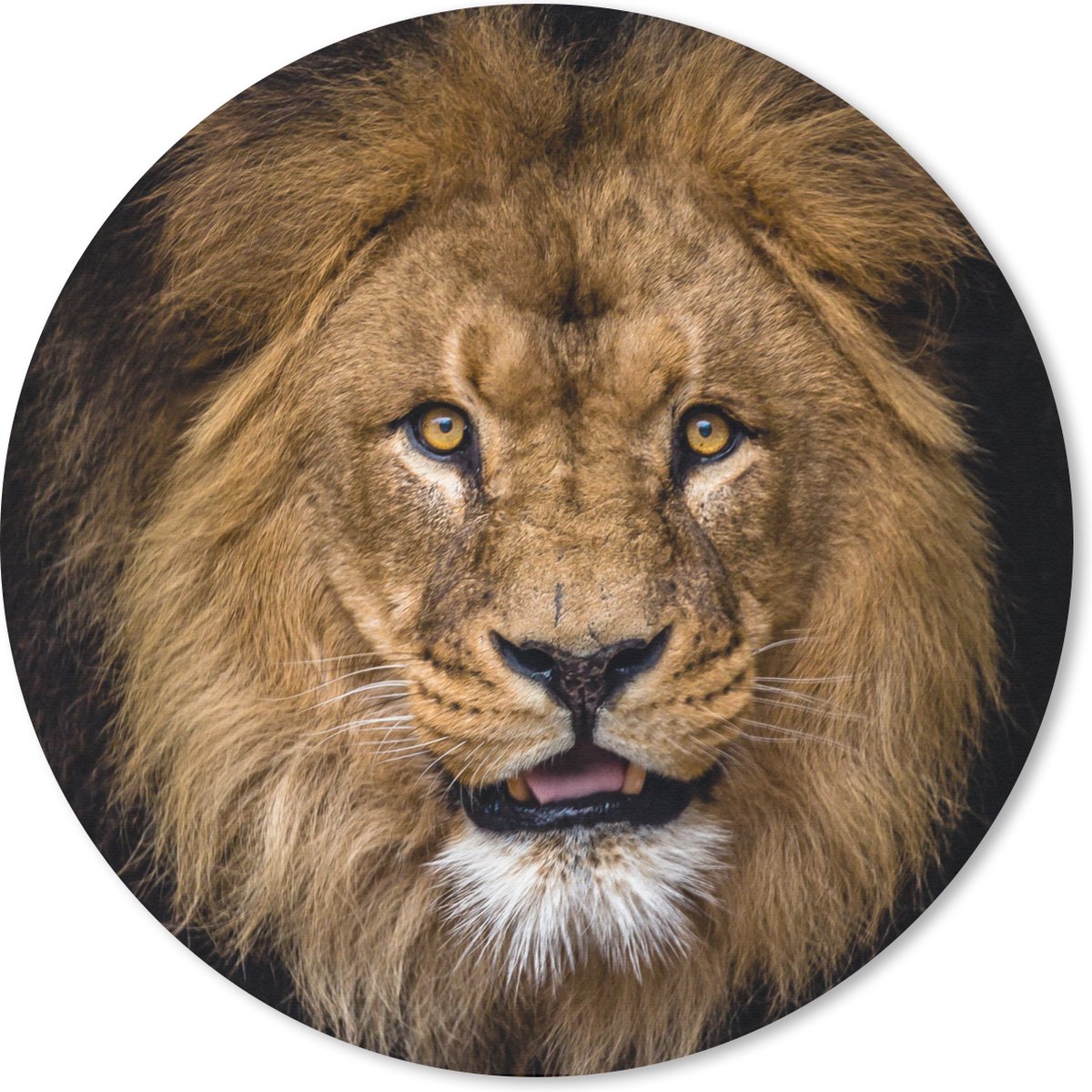 Muismat - Mousepad - Rond - Leeuw - Portret - Zwart - Dieren - 20x20 cm - Ronde muismat