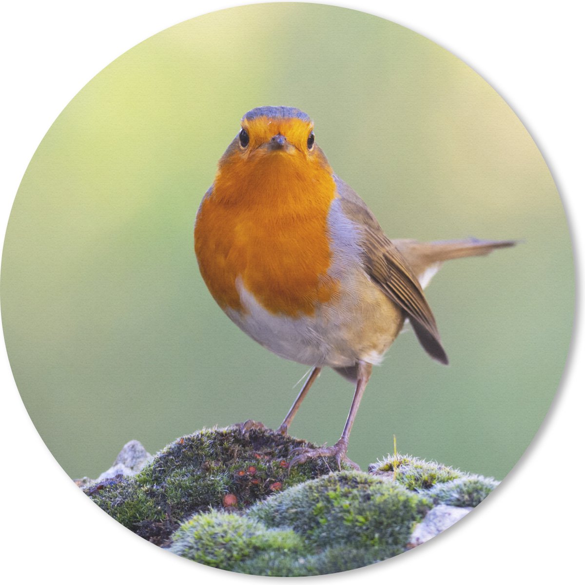 Muismat rond 30x30 cm - Mousepad Stenen - Roodborstje - Natuur - Ronde muismatten