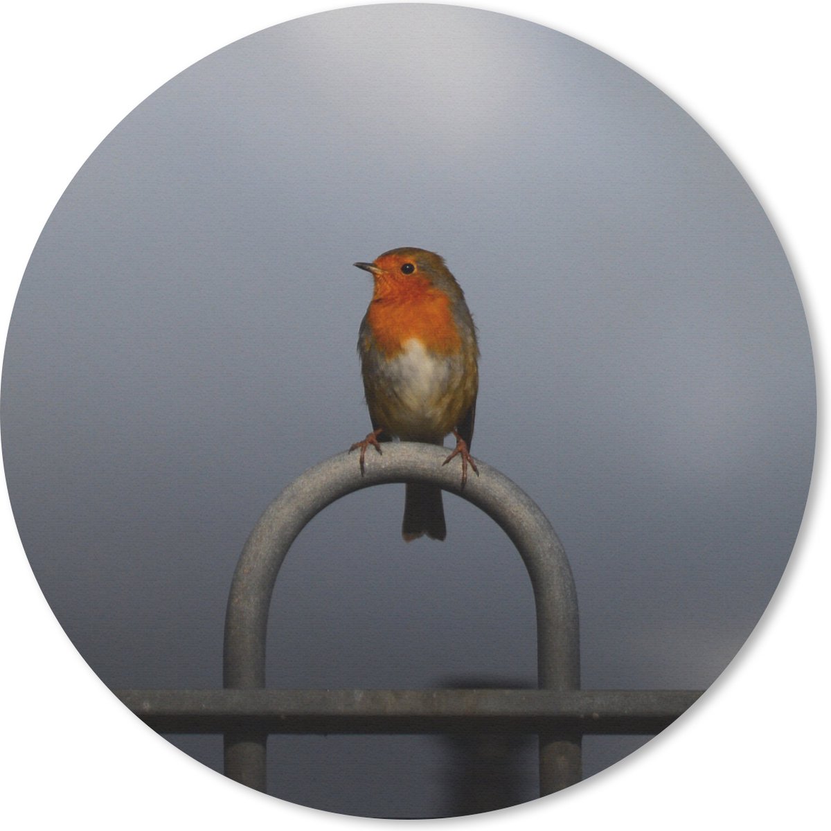 Muismat rond 50x50 cm - Mousepad Roodborstje - Vogel - Hek - Ronde muismatten