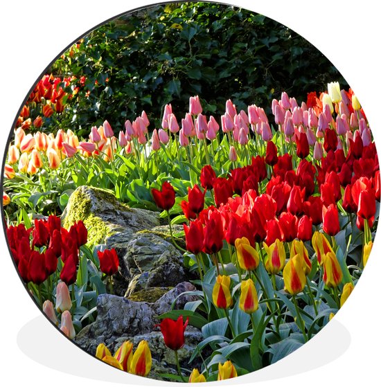 WallCircle - Wandcirkel - Muurcirkel - Gekleurde tulpen in de Keukenhof in Nederland - Aluminium - Dibond - ⌀ 60 cm - Binnen en Buiten