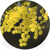 WallCircle - Wandcirkel ⌀ 90 - Mimosa plant met gele bladeren - Ronde schilderijen woonkamer - Wandbord rond - Muurdecoratie cirkel - Kamer decoratie binnen - Wanddecoratie muurcirkel - Woonaccessoires