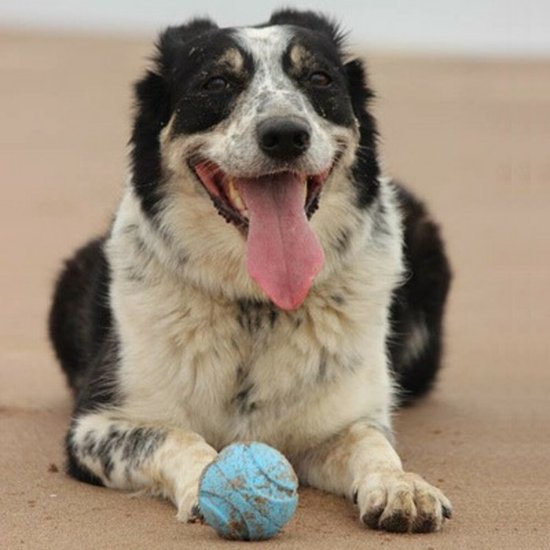 Zwarte en witte hond met grote tong ligt op zand met een blauwe bal.