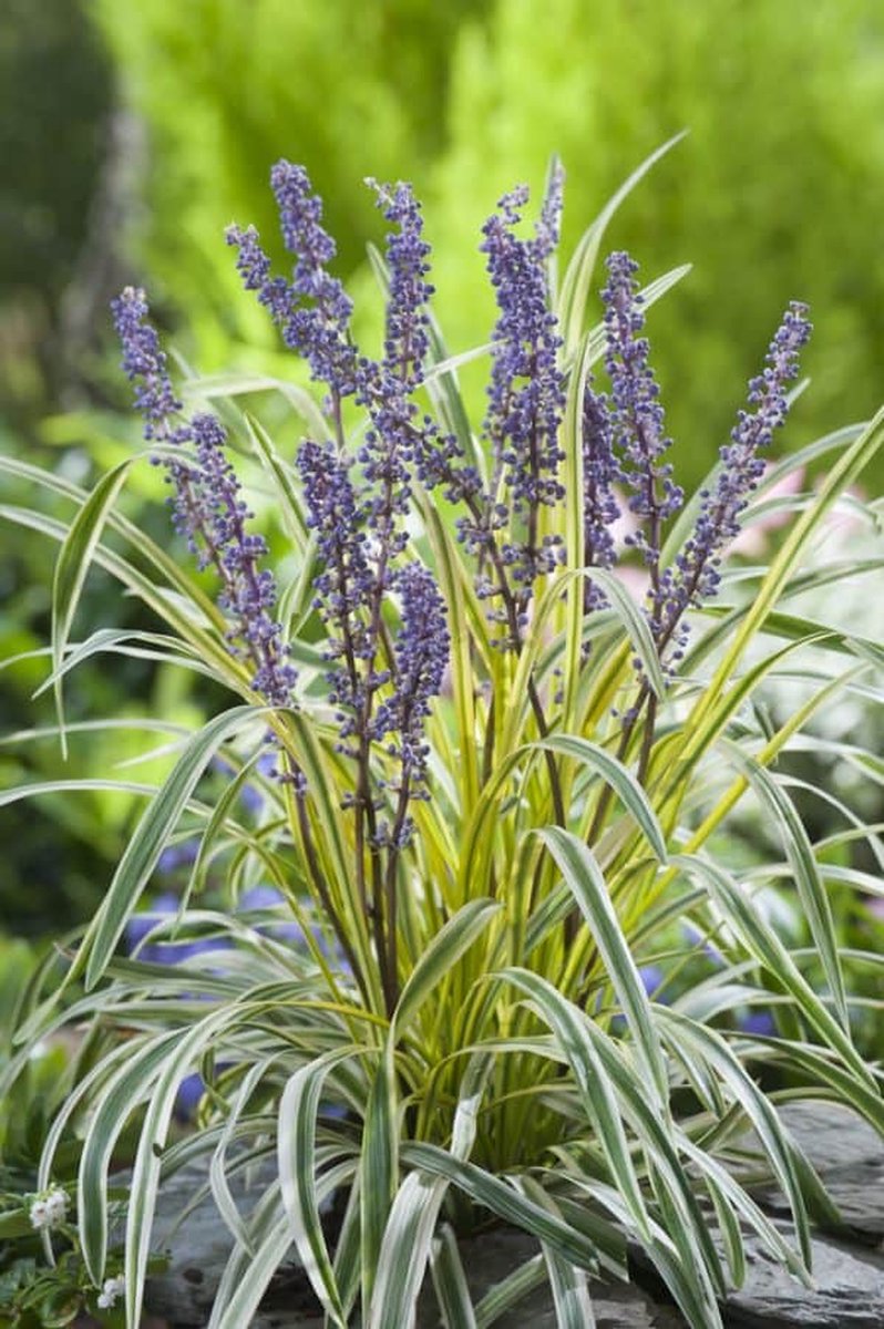 Liriope m. Gold Banded - Set van 12 - Bont Leliegras - Pot P9 - Paarse Bloem