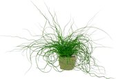 Kamerplant Juncus Liebeslocken – Kurkentrekkersgras - ± 35cm hoog – 12 cm diameter - in groene sierzak