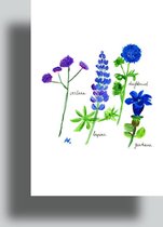 Flowerpainting by Albertien - Handgeschilderde kaarten - Blauwe border - enkel