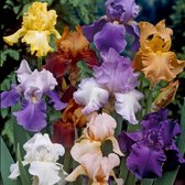 Iris Germanica Mix 1e grootte - 5 stuks - baardiris - zwaardiris