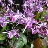 6x Epimedium grandiflorum ‘Lilafee’ - Elfenbloem - Pot 9x9 cm