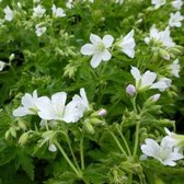 6x Geranium sylvaticum ‘Album’ - Bosooievaarsbek - Pot 9x9 cm