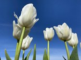 Tulipa ‘Mrs Medvedeva’ / 50 bloembollen / gewoon een goede witte tulp
