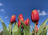 Tulipa 'Hennie van der Most' / 50 bloembollen / tulpen rood met geel
