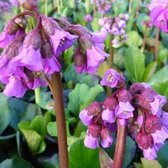 6x Bergenia cordifolia - Schoenlappersplant - Pot 9x9 cm