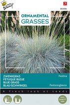 Buzzy zaden - Zwenkgras 'Festina' | Ornamental Grasses
