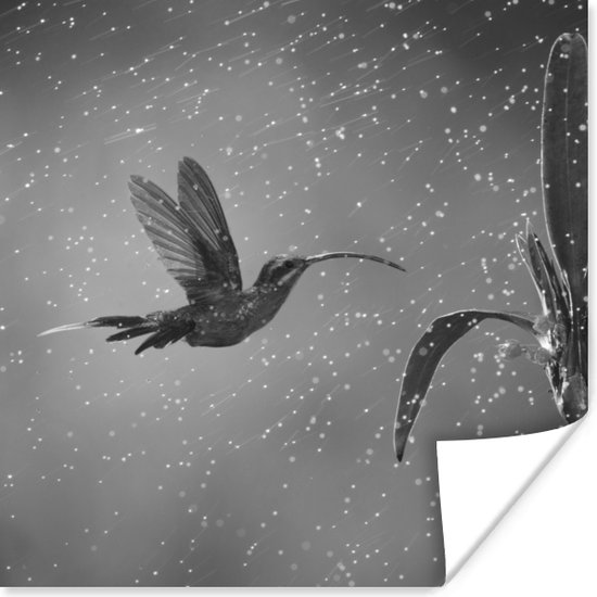 Colibri sous la pluie dans la nature du Costa Rica en papier poster noir et blanc 75x75 cm - Tirage photo sur Poster (décoration murale salon / chambre) / Poster Animaux sauvages