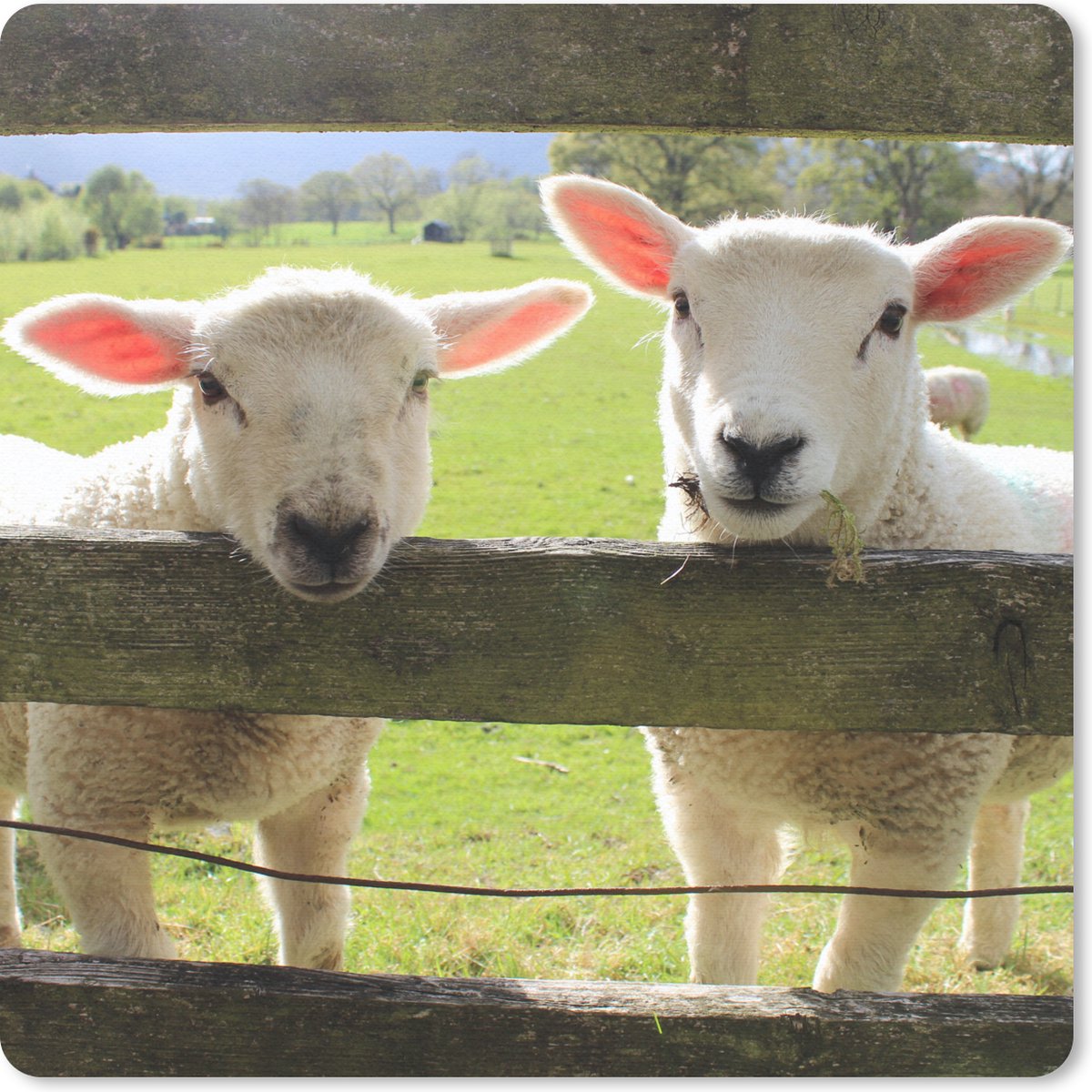 Muismat 20x20 cm - Mousepad Schapen- Hout - Lam - Muismatten