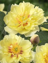 3x Pioenroos 'Paeonia bartzella'  bloembollen met bloeigarantie