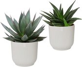 Hellogreen Kamerplant - Combinatie - Agave ‘Shaka Zulu’ en Haworthia West Jogoo - 20 cm - ELHO Vibes Fold Zijdewit