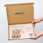 Plantasy | Luchtplant brievenbusplantjes kurk magneetjes | 3 stuks | Cadeau verpakking | Luchtplantjes houder | Vers uit eigen familie kwekerij
