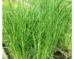 Grote Zegge (Carex riparia) - Filterplant - Zwemvijver beplanting - 10 losse planten - Om zelf op te potten - Vijverplanten Webshop