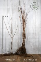 25 stuks | Veldesdoorn of Spaanse Aak Blote wortel 100-125 cm Extra kwaliteit - Bladverliezend - Geschikt als hoge en lage haag - Informele haag - Prachtige herfstkleur