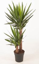 Kamerplant van Botanicly – Palmlelie – Hoogte: 110 cm – Yucca